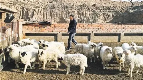 养50只本地成年母羊一年的利润-猎天资源库